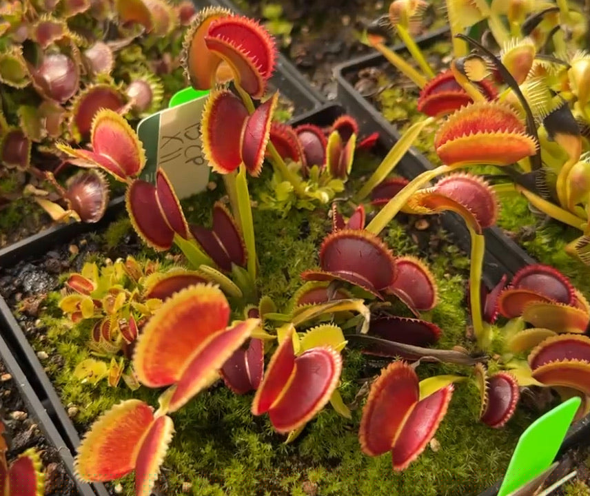 Dionaea muscipula BCP X11