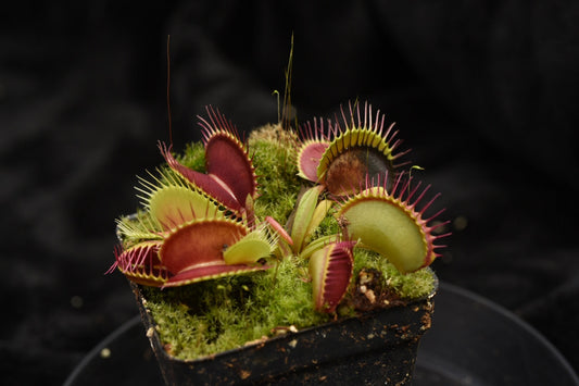 Dionaea muscipula BCP Giant