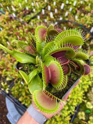 Dionaea muscipula Bimbo