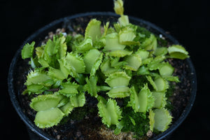Dionaea muscipula Biohazard 2