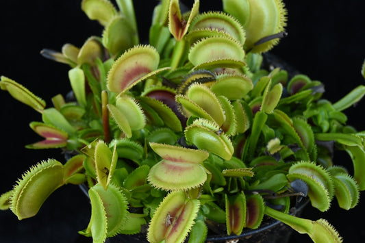 Dionaea muscipula Bristletooth