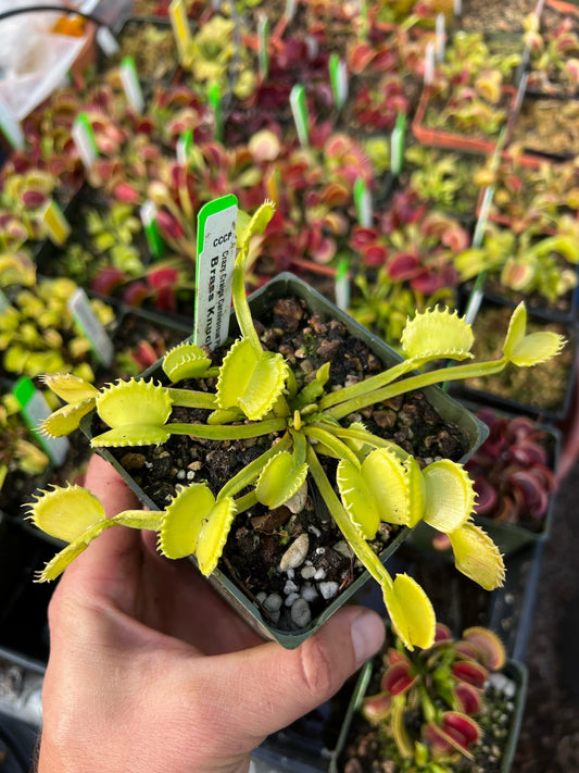 Dionaea muscipula CCCP Brass Knuckles