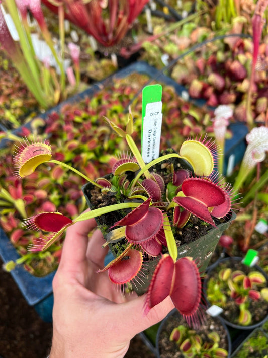 Dionaea muscipula CCCP Darkness