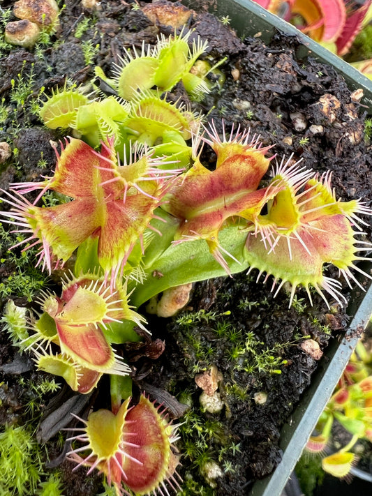 Dionaea muscipula CCCP Destruction