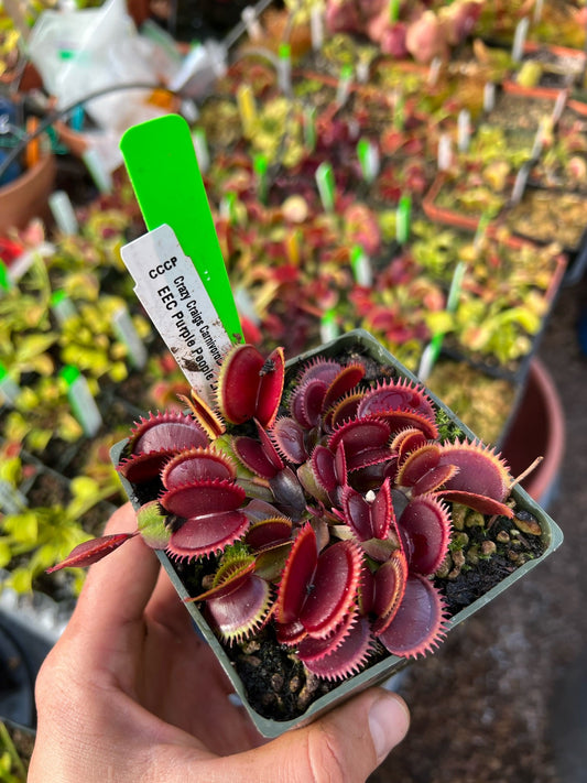 Dionaea muscipula CCCP EEC Purple People Eater