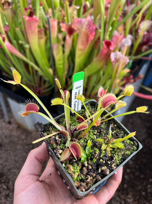 Dionaea muscipula CCCP Hot Tamale