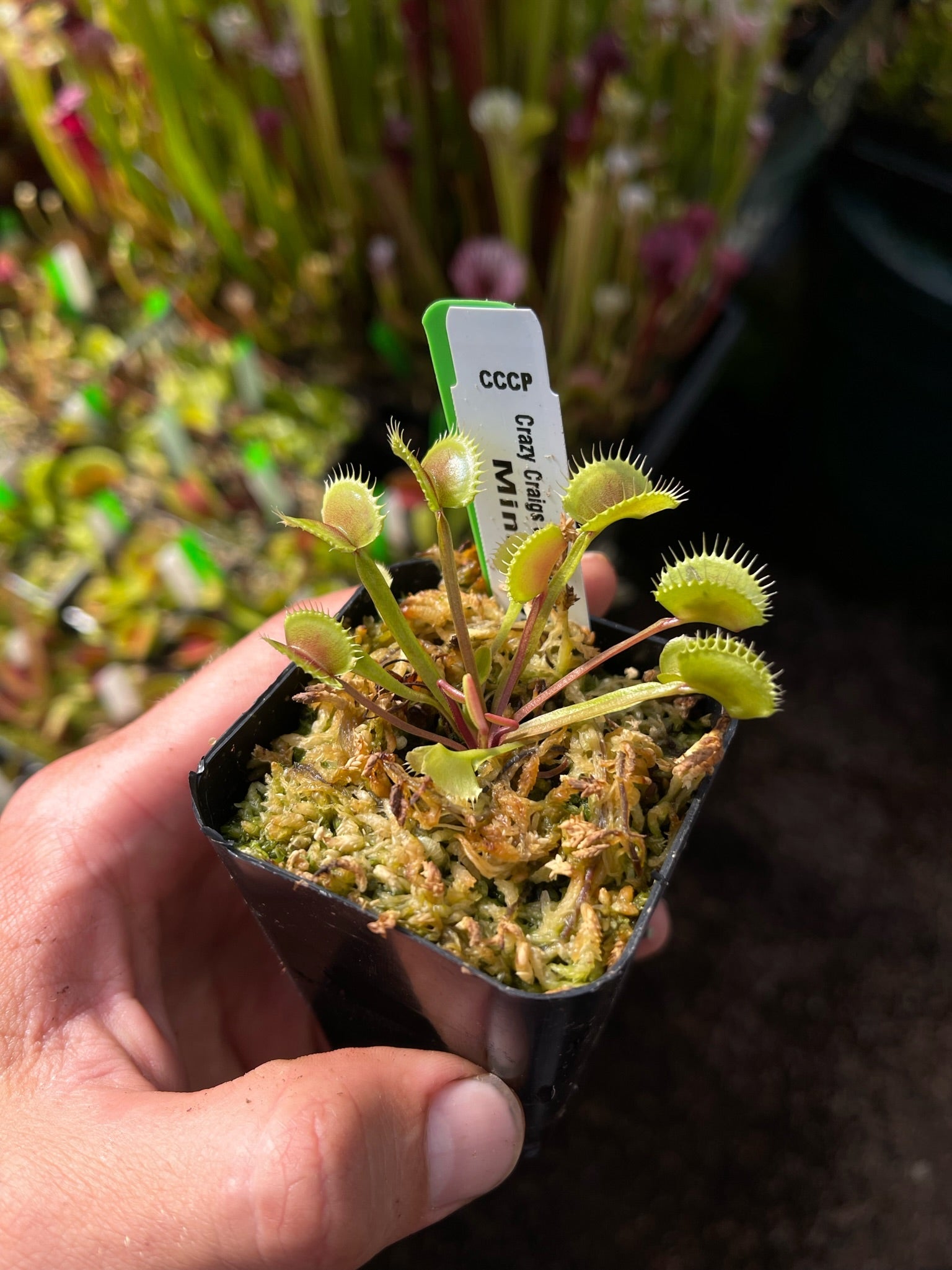 Dionaea muscipula CCCP Mini Wolf