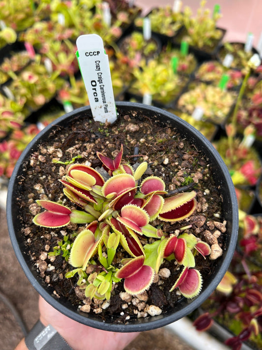 Dionaea muscipula CCCP Orca