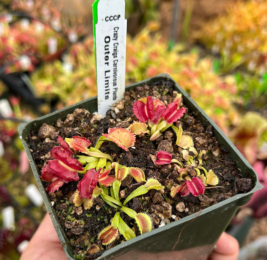 Dionaea muscipula CCCP Outer Limit