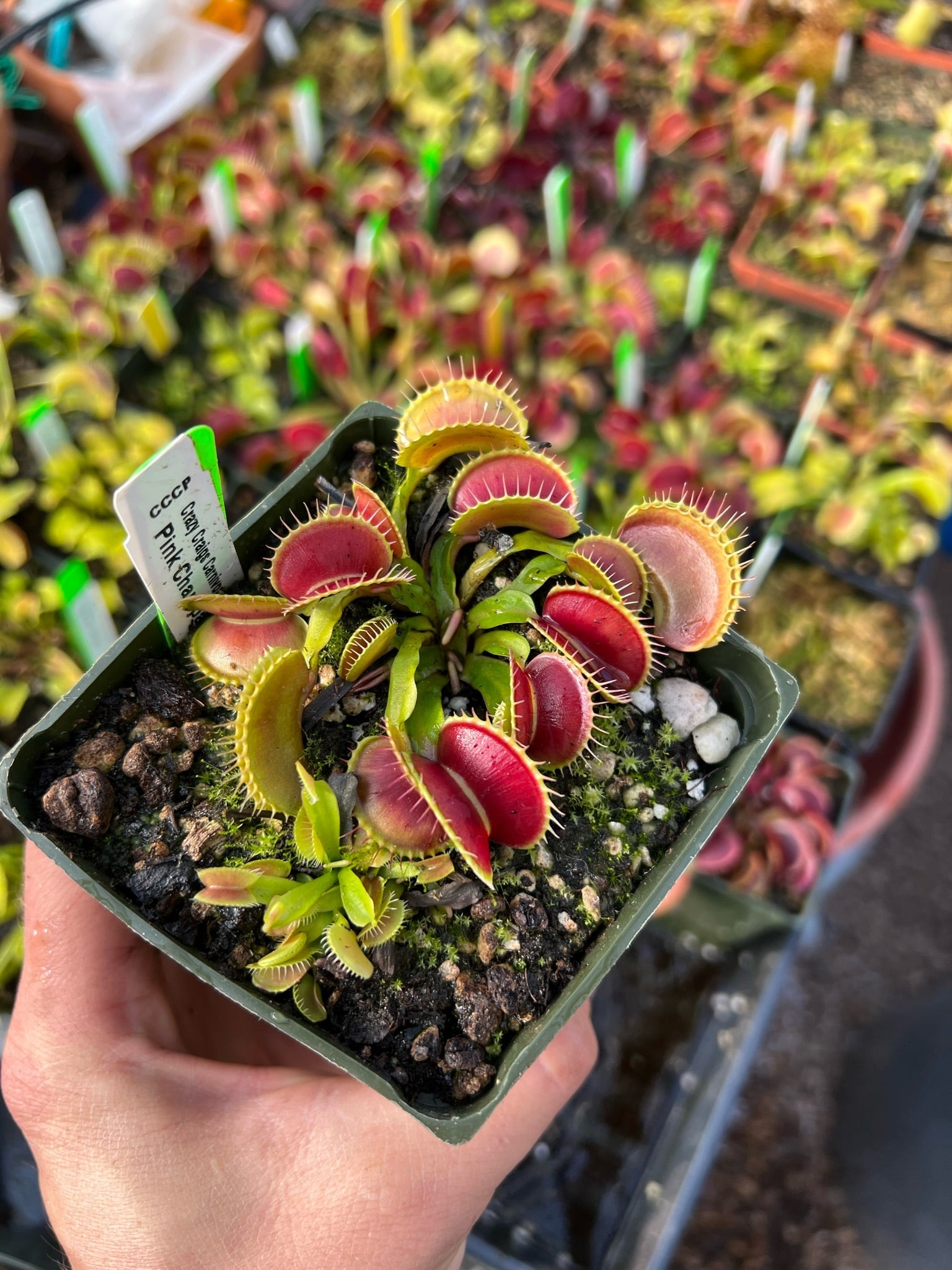 Dionaea muscipula CCCP Pink Champagne