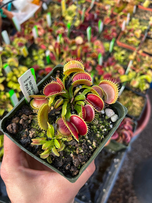 Dionaea muscipula CCCP Pink Champagne