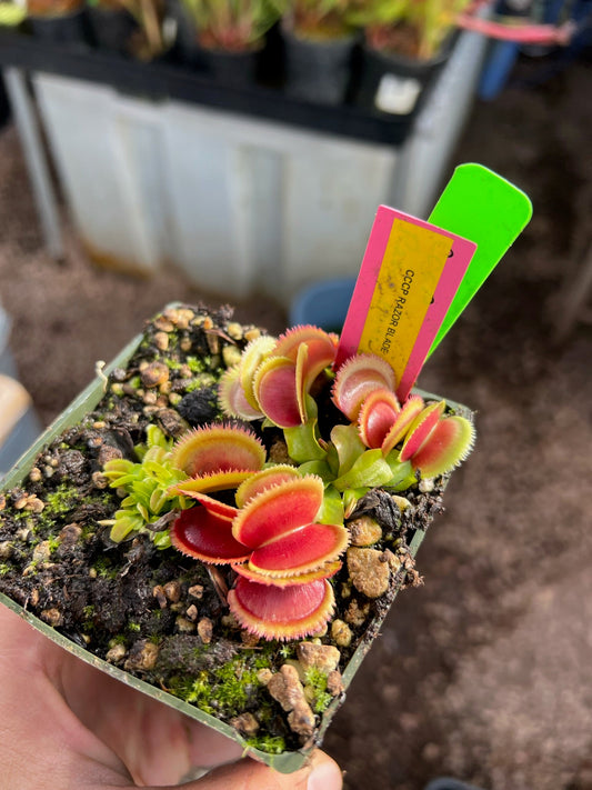Dionaea muscipula CCCP Razor Blade