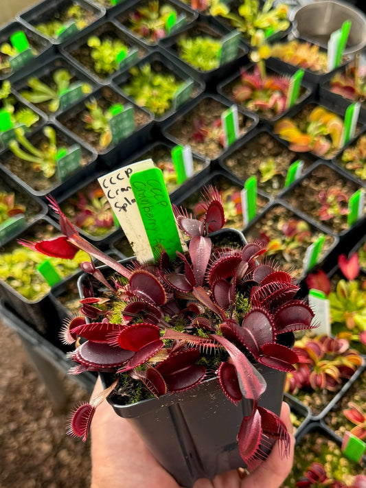 Dionaea muscipula CCCP Red Onyx