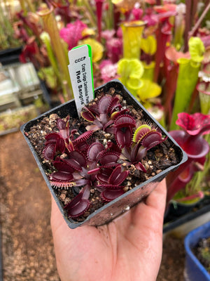 Dionaea muscipula CCCP Red Sangria