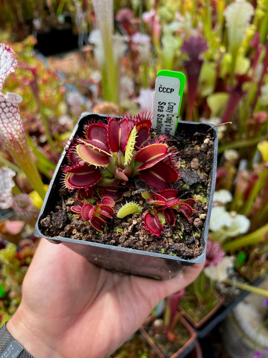 Dionaea muscipula CCCP Sea Scallop