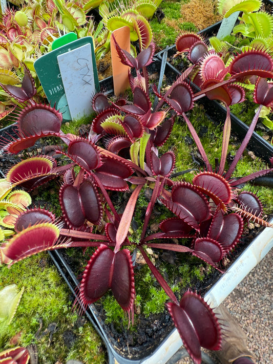 Dionaea muscipula CTXX
