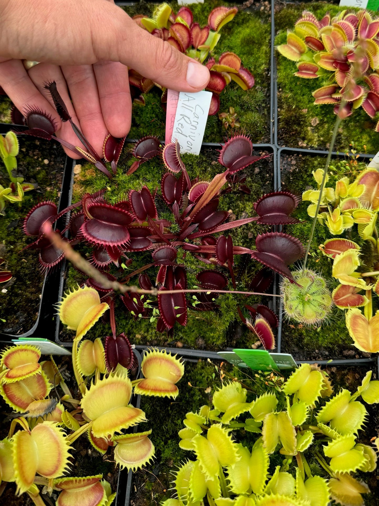 Dionaea muscipula Carnivoria All Red Giant
