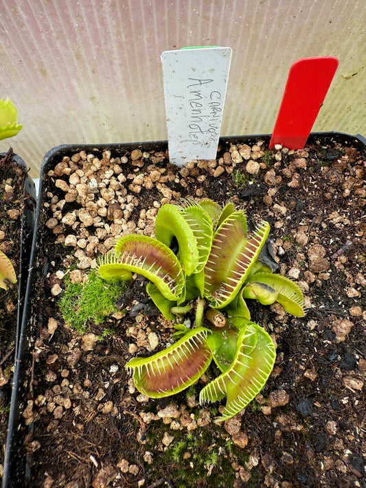 Dionaea muscipula Carnivoria Amenhotep