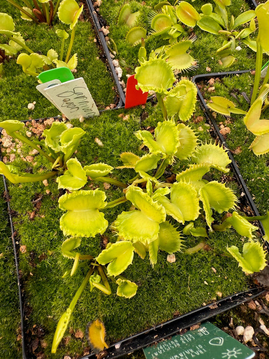 Dionaea muscipula Carnivoria Dagon