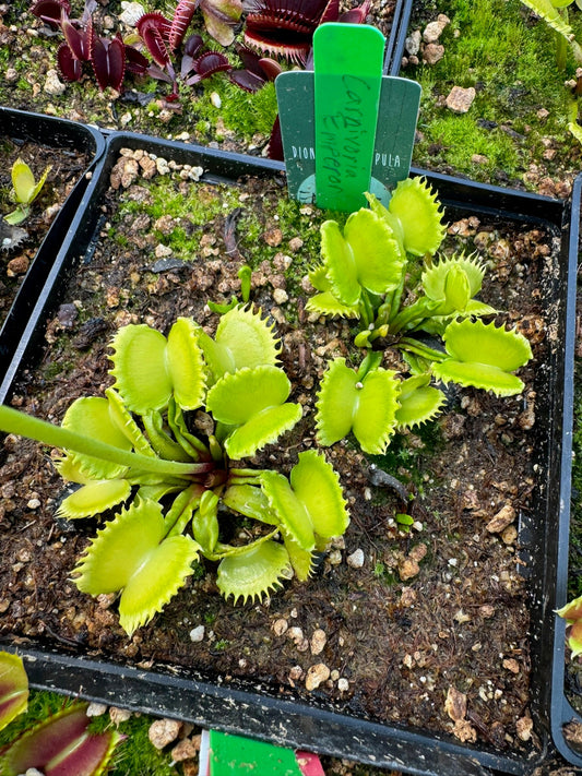 Dionaea muscipula Carnivoria Emperor