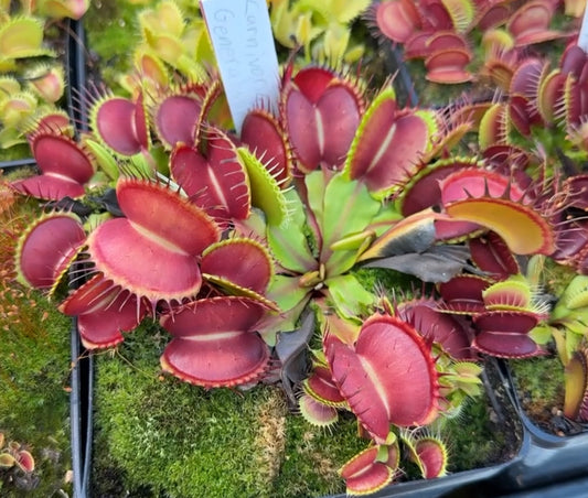 Dionaea muscipula Carnivoria Generalissimus