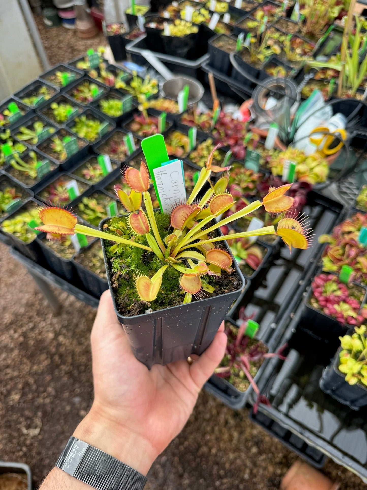 Dionaea muscipula Carnivoria Hannicka's Butterfly
