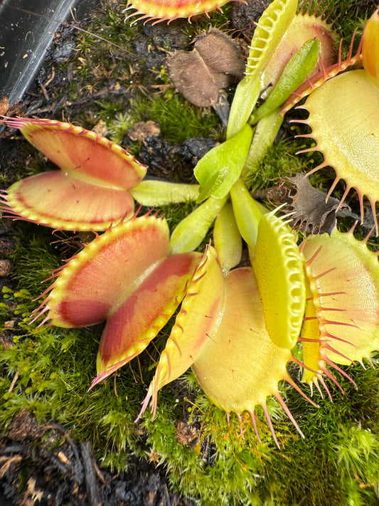 Dionaea muscipula Charly Mandon’s Spotted