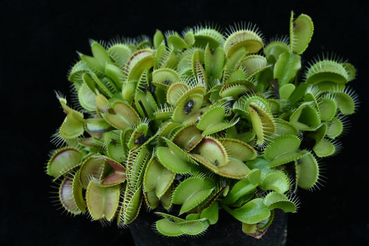 Dionaea muscipula Cheerleader