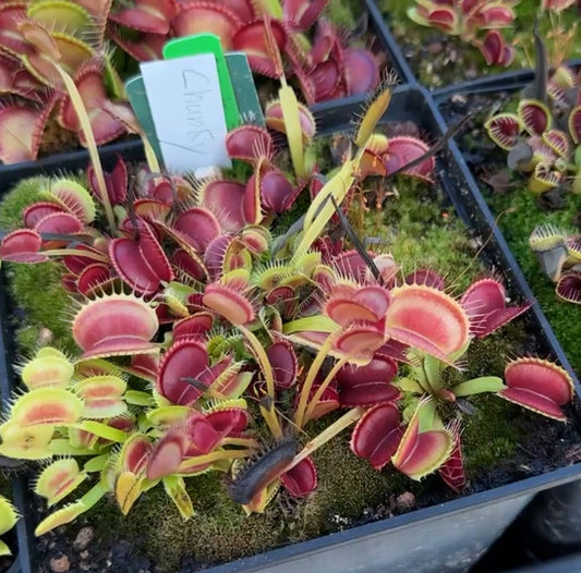 Dionaea muscipula Chunky
