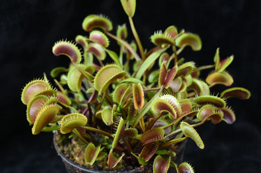 Dionaea muscipula Clayton’s Red Sunset