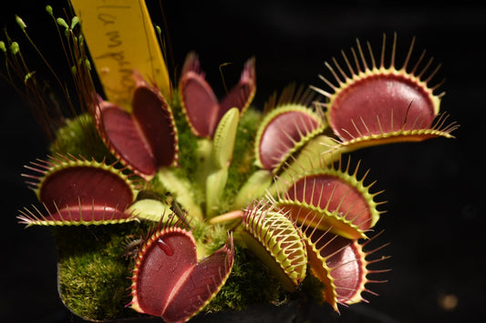 Dionaea muscipula Clumping Cultivar