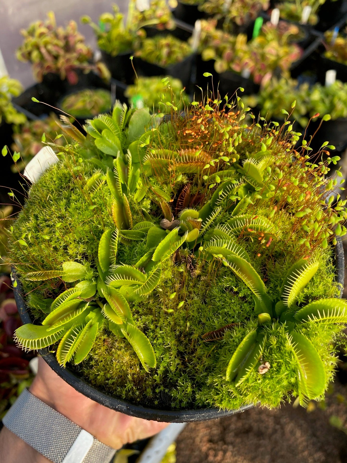 Dionaea muscipula Cluster Trap