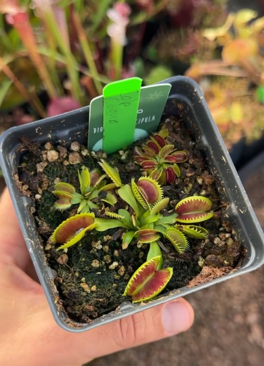 Dionaea muscipula Cob Coque