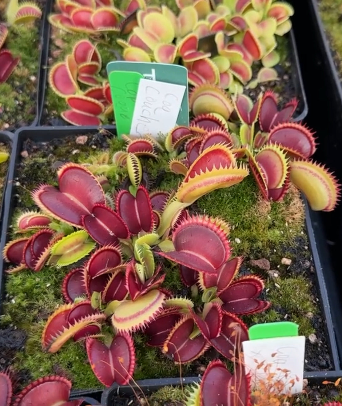 Dionaea muscipula Coq Couché