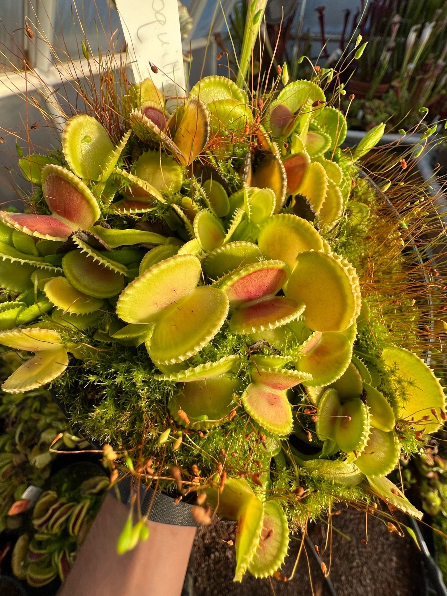 Dionaea muscipula Coquillage