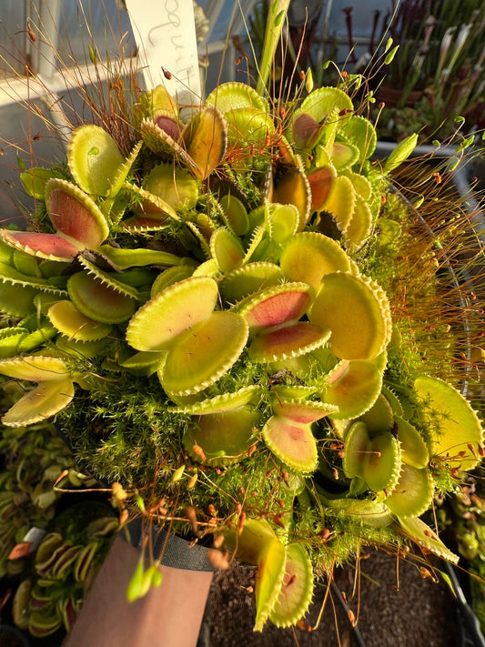 Dionaea muscipula Coquillage