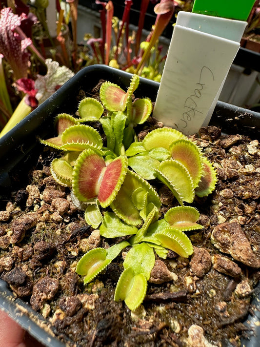 Dionaea muscipula Cracker