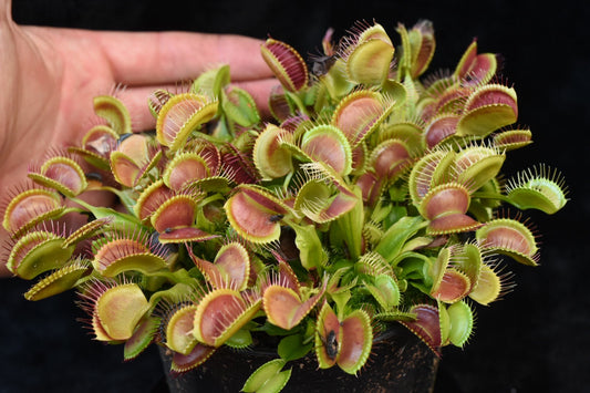 Dionaea muscipula Crested Petiole