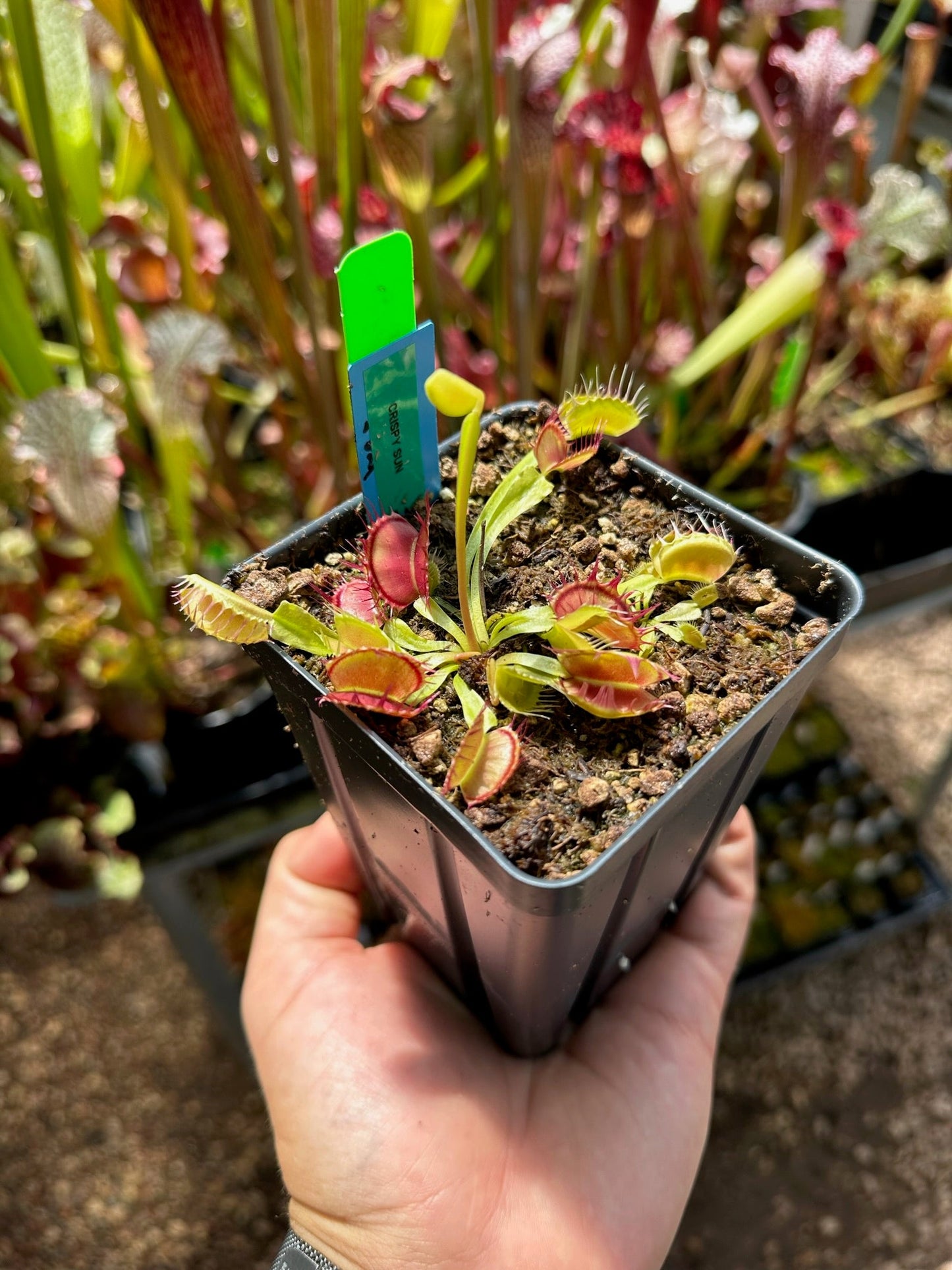 Dionaea muscipula Crispy Sun