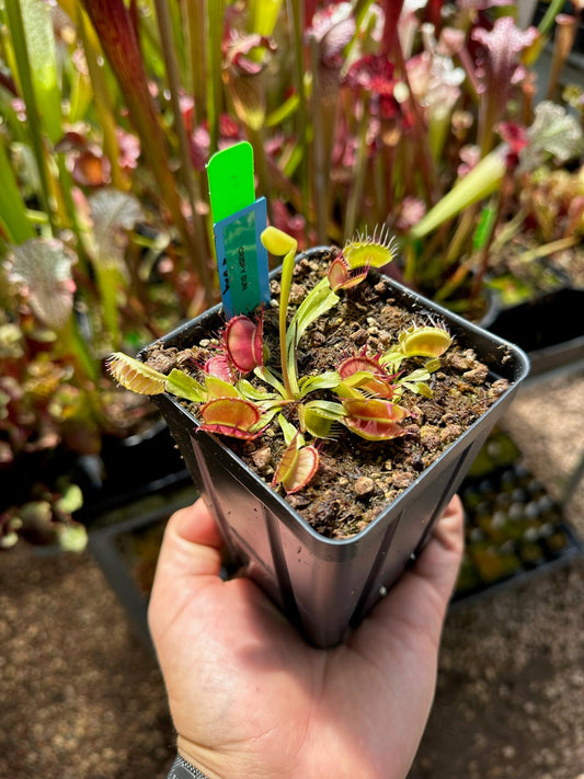 Dionaea muscipula Crispy Sun