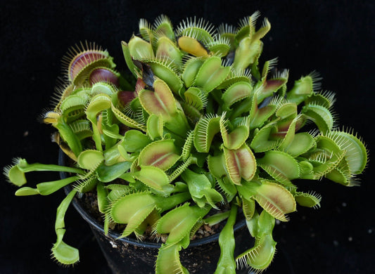 Dionaea muscipula Crocodile