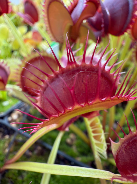 Dionaea muscipula Cropped Tooth
