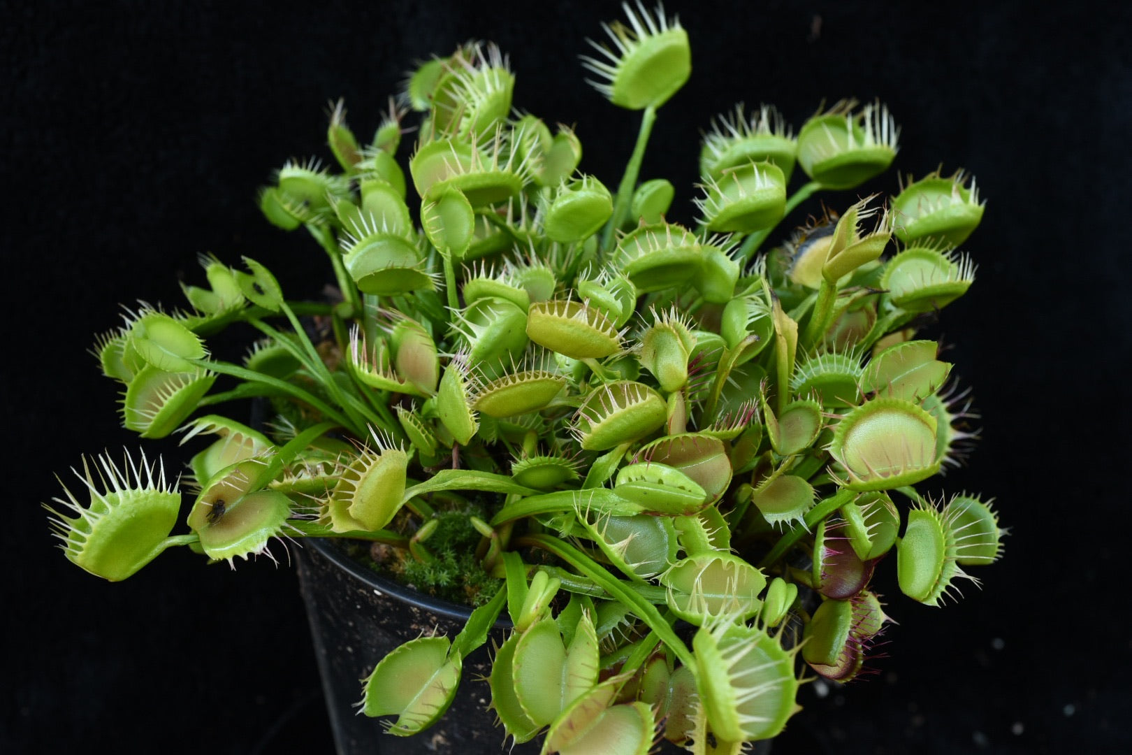 Dionaea muscipula Cross Teeth