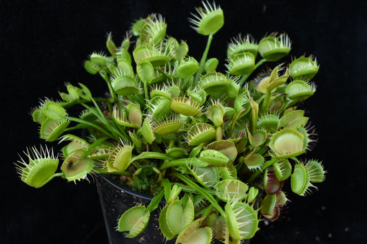Dionaea muscipula Cross Teeth