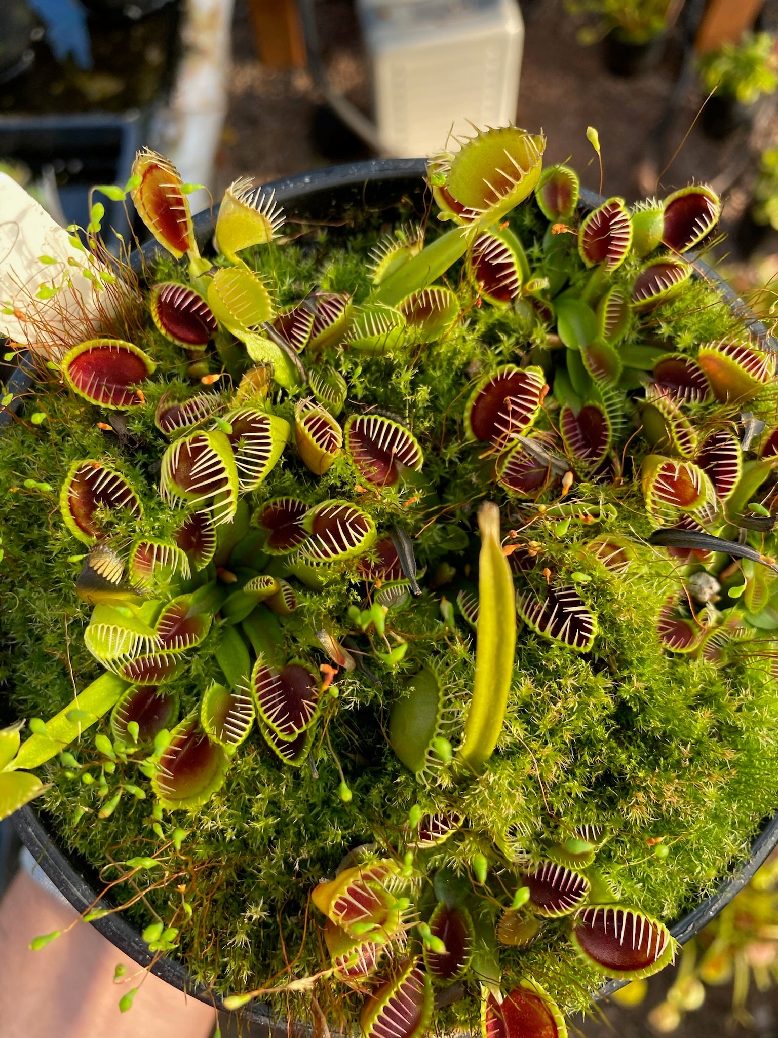 Dionaea muscipula Cup Trap