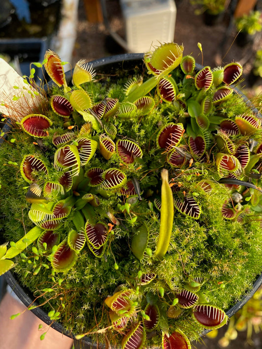 Dionaea muscipula Cup Trap