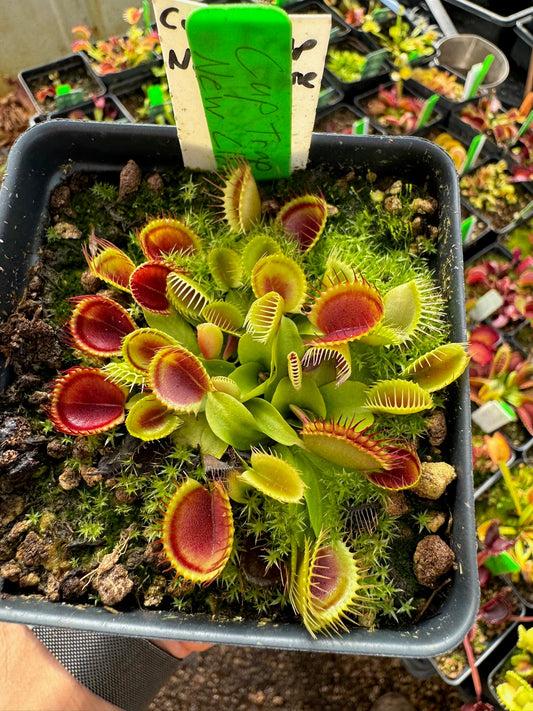 Dionaea muscipula Cup Trap New Clone