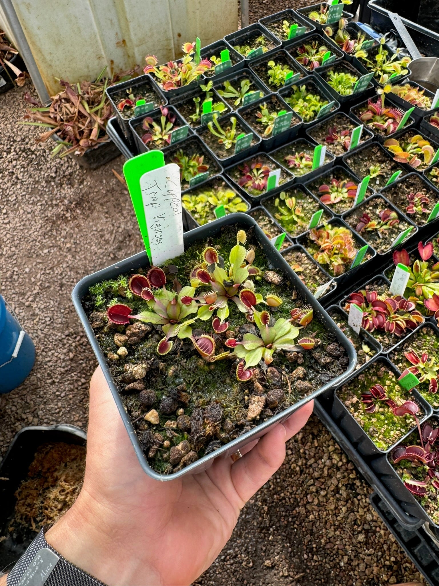 Dionaea muscipula Cupped Vigorous