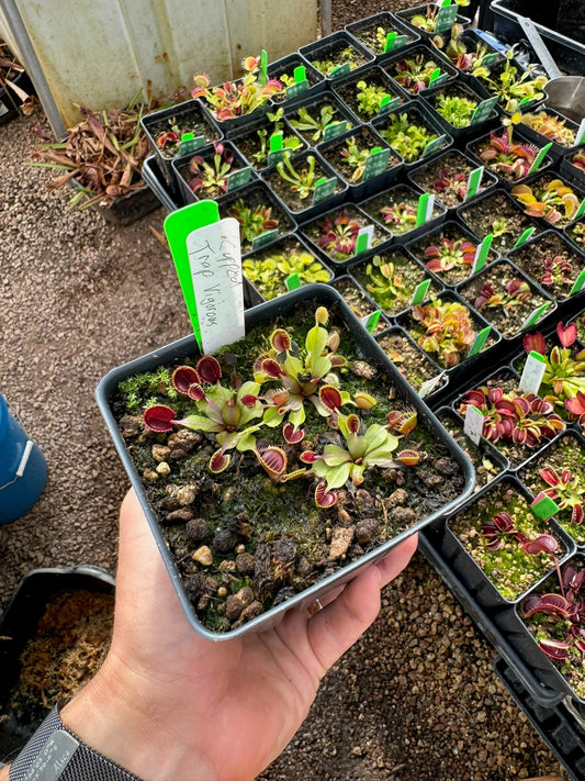 Dionaea muscipula Cupped Vigorous