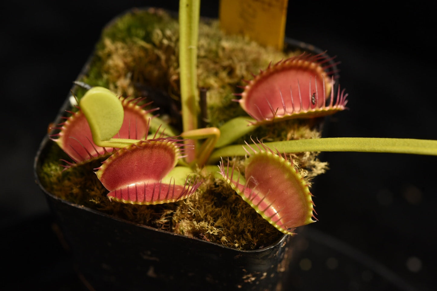 Dionaea muscipula Czech Giant